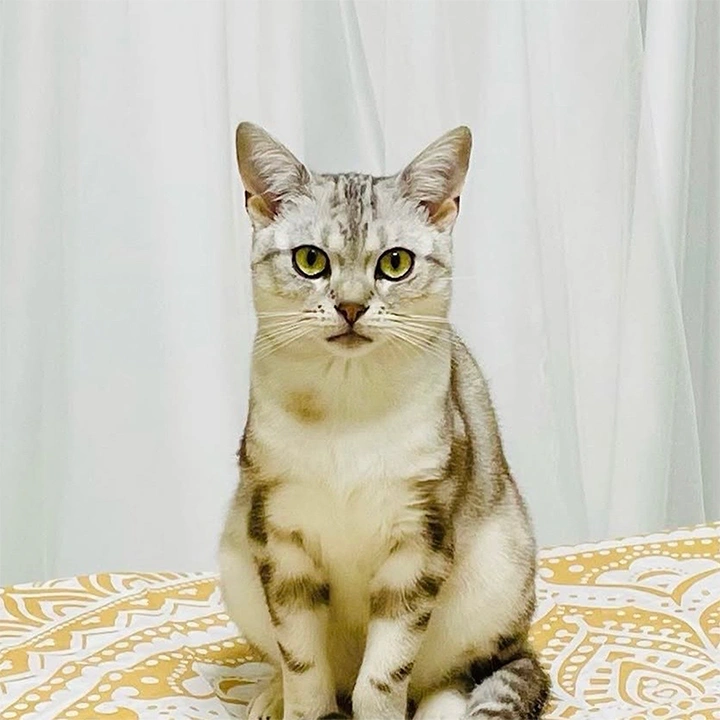 猫の画像