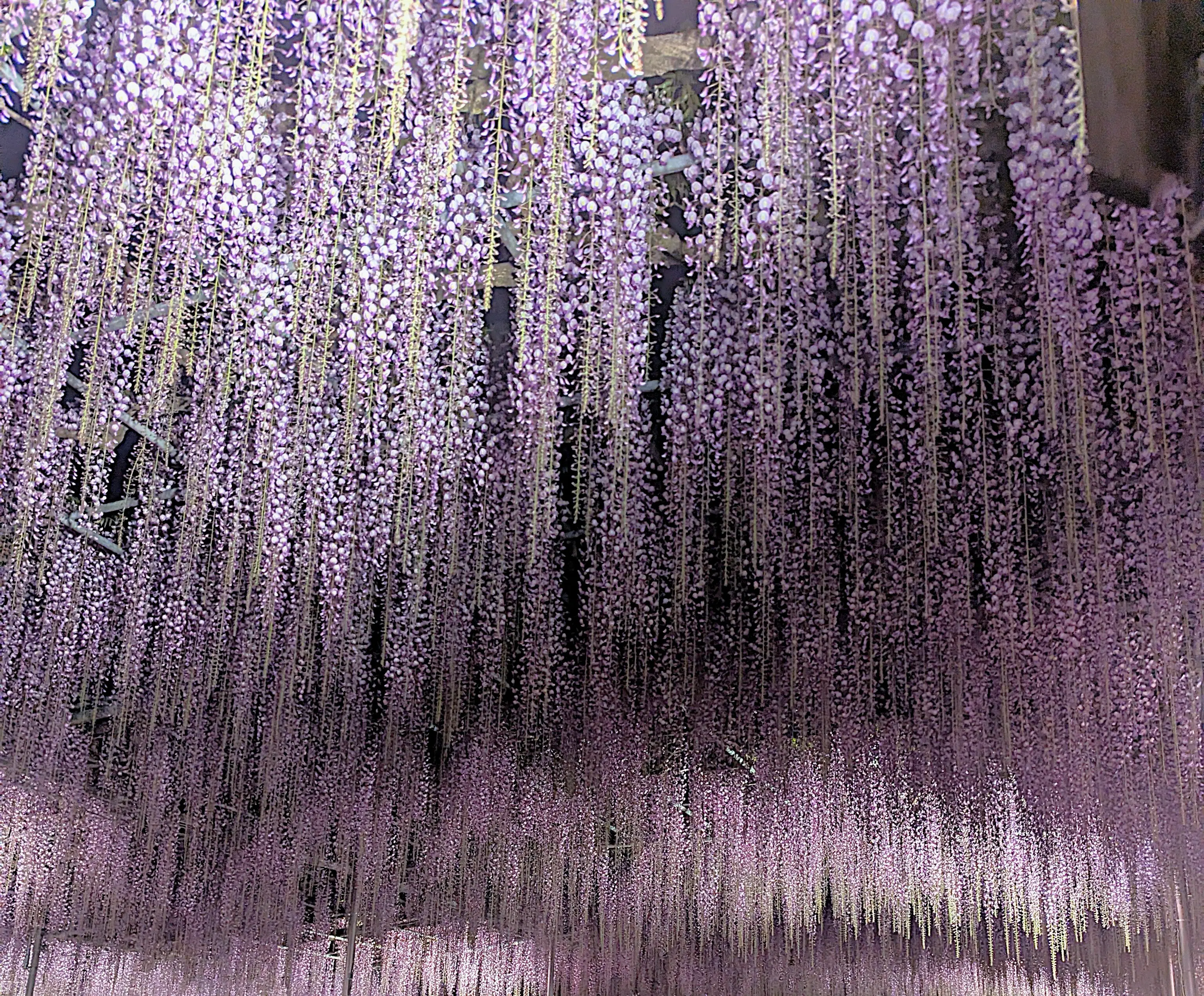 藤棚の画像